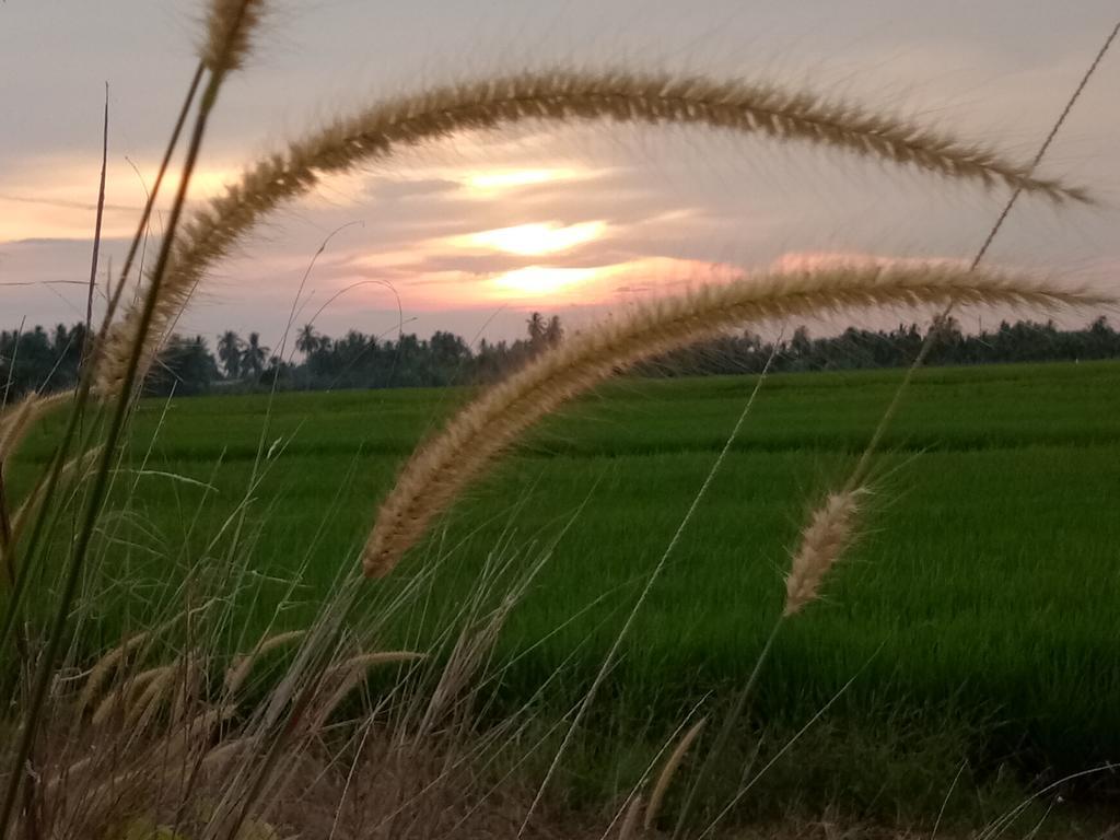 Kurau Inn Farmstay Kuala Kurau Eksteriør bilde